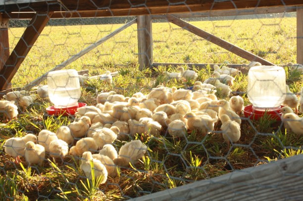 baby chicks resize 2