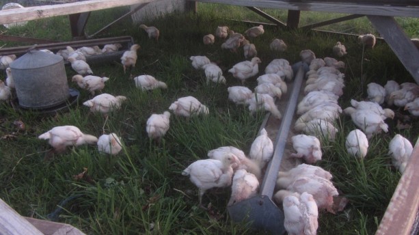 broilers batch 1 (2)