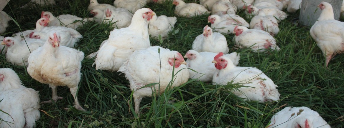 Pastured Broiler Chickens Sunbury PA