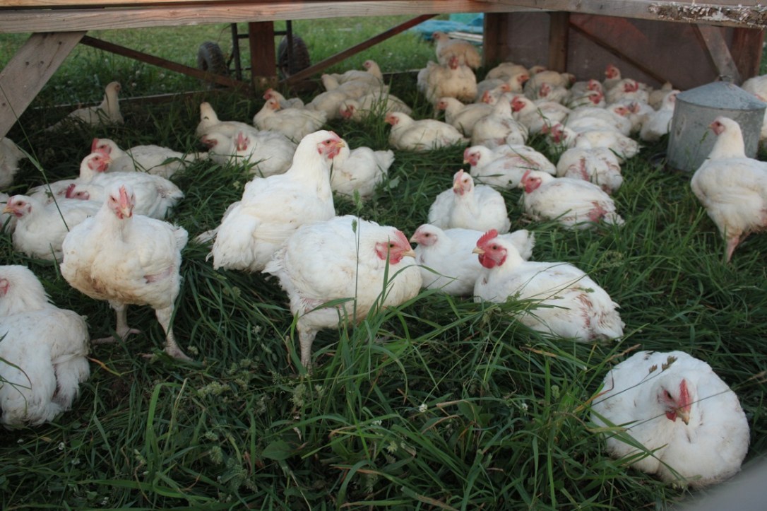 Pastured Broiler Chickens Sunbury PA