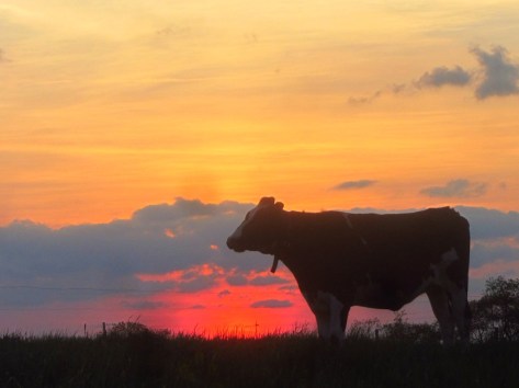 cowsunset