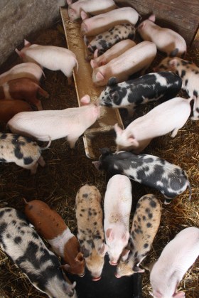 GMO-Free Naturally Raised Feeder Pigs Sunbury PA