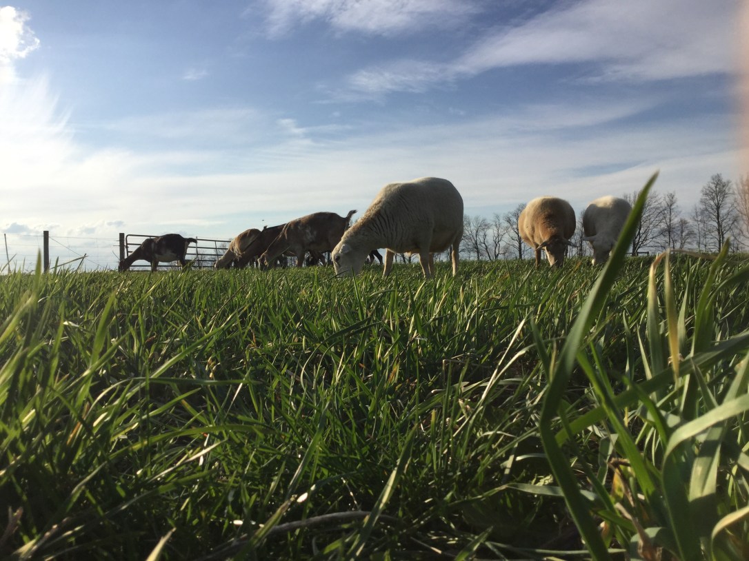 Grass fed sheep Sunbury PA