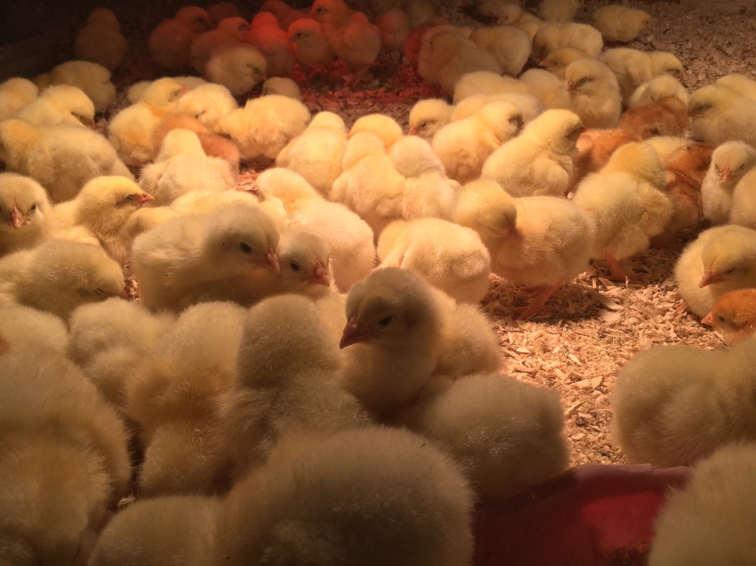 Pastured Poultry Chicks Sunbury Pa