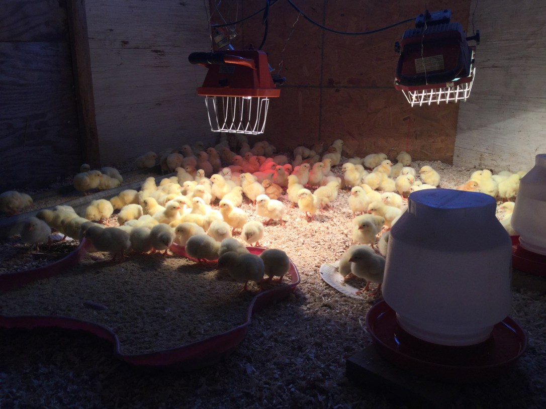 Future Pastured Poultry Sunbury PA