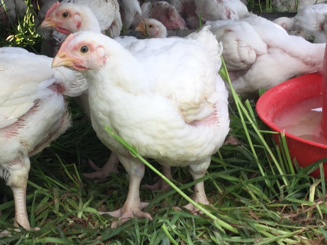 Pastured Chicken For Sale Sunbury PA