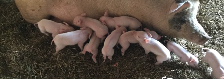Feeder Pigs for sale Sunbury PA
