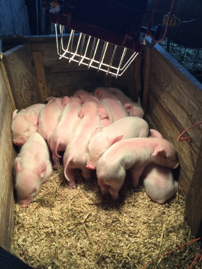 Naturally Raised Pigs Sunbury PA