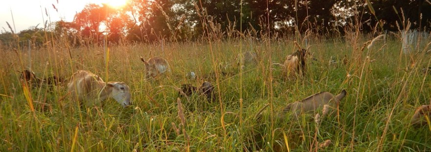 Central PA Grassfed Lamb & Goat