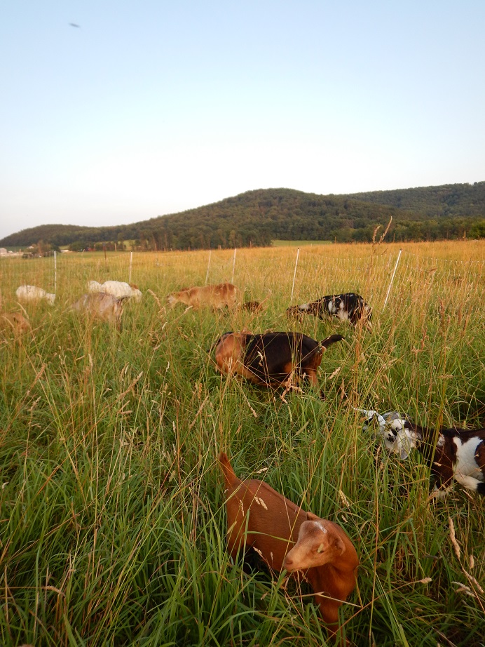 Grass Fed Goats Northumberland County PA