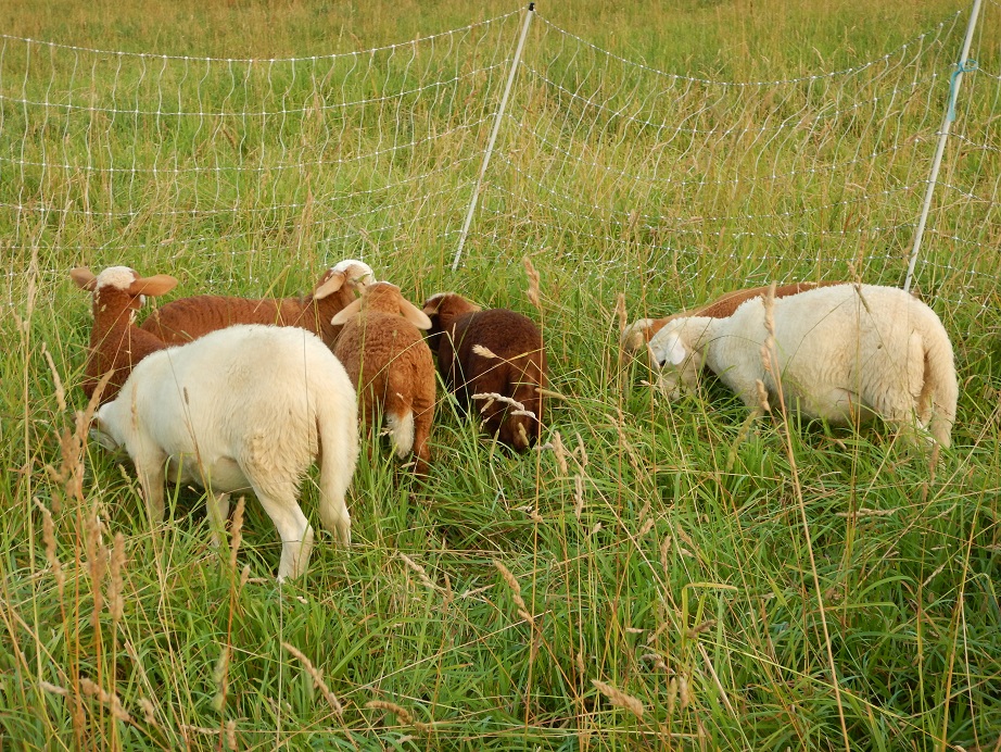 100% Grass Fed Lamb Sunbury PA