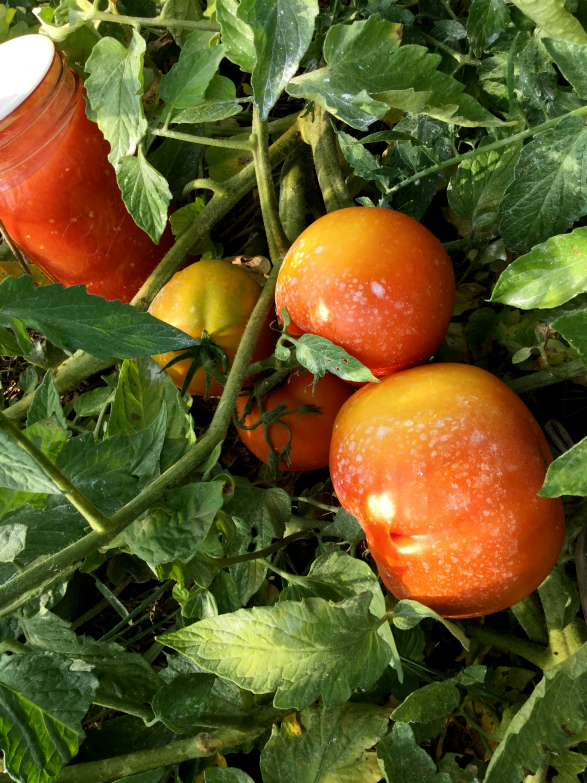 tgtcc2016-sept8-more