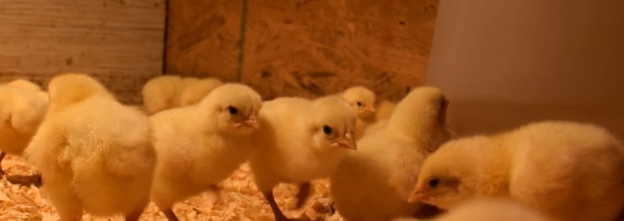 Pastured Chicken Sunbury PA