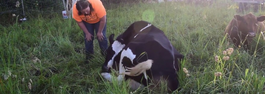 Grass Fed Farm Central PA Northumberland Country