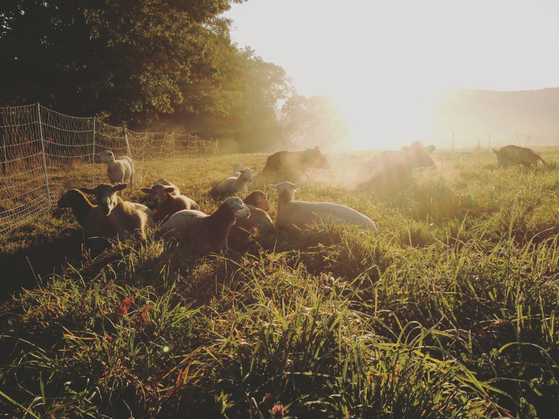 Grassfed lamb Sunbury pa northumberland central PA natural sheep