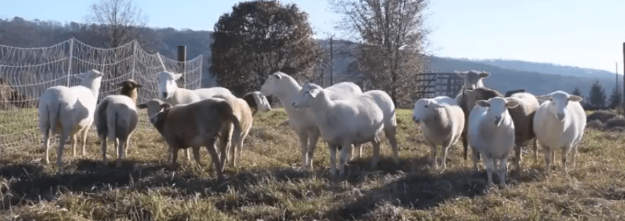 grass fed lamb sunbury pa northumberland county central pa pastured sheep