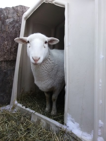 hair sheep winter housing central pa homestead