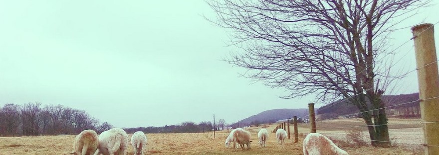 grass fed lamb central PA winter
