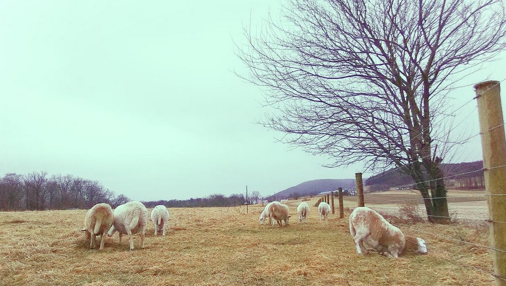 grass fed lamb central PA winter