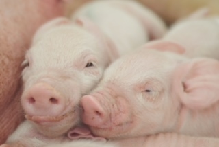 BABY PIGS NATURALLY RAISED NO GMO FEED CENTRAL PA