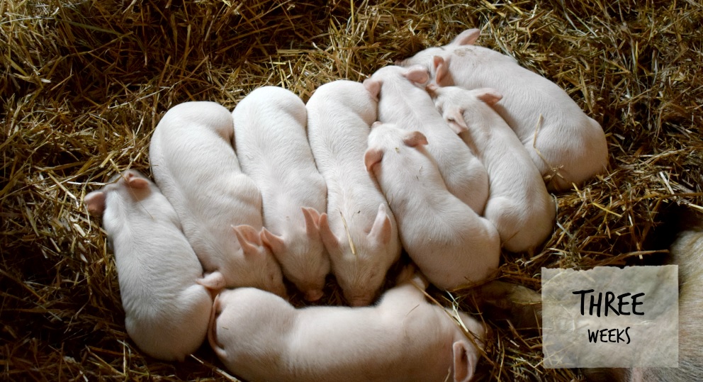 feeder pigs for sale central PA Sunbury naturally gmo-fee