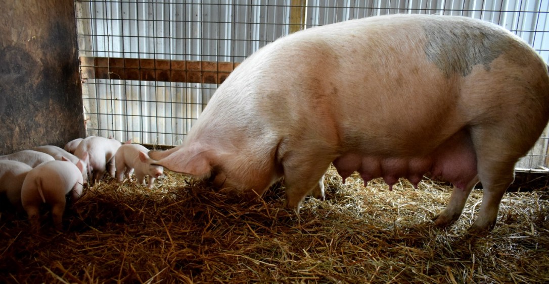 non-gmo pig hog central pa for sale