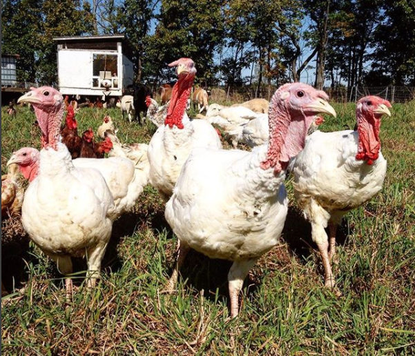 pastured turkey for sale central pa sunbury naturally raised