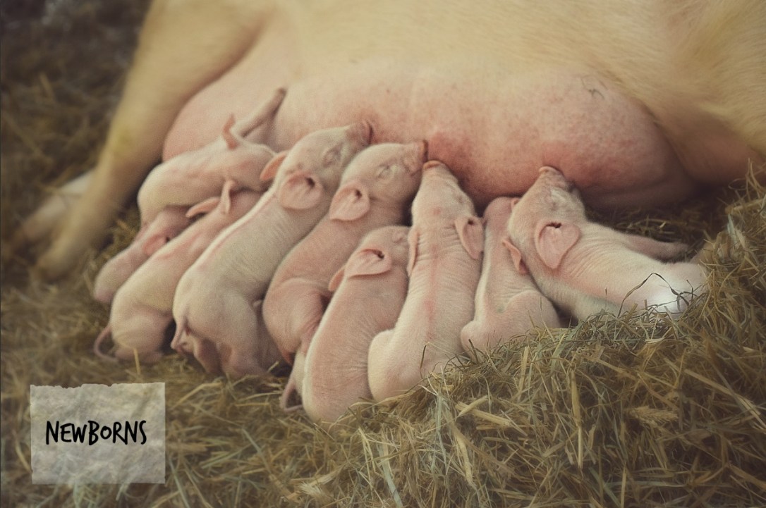 w-tag Newborn Piglets