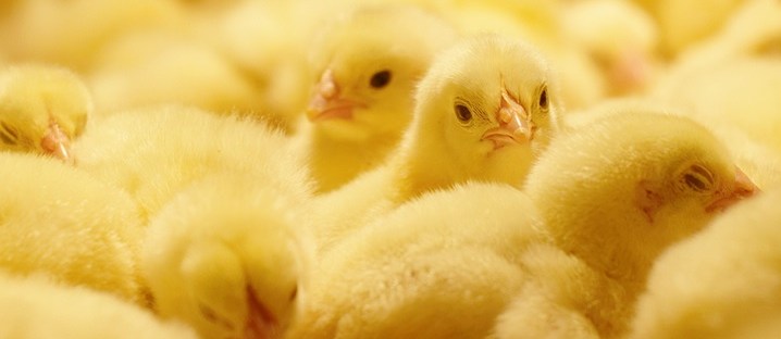 central pa sunbury chicken where to buy pastured natural