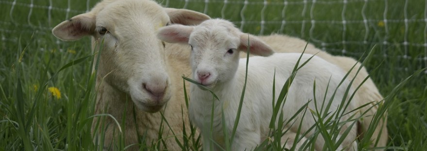 grass fed lamb naturally raised central PA sunbury for sale